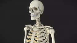 Skeleton