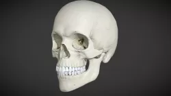 Skull