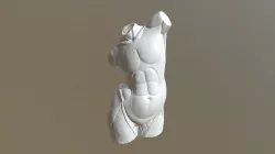 Torso anatomia