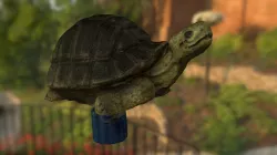 Turtle