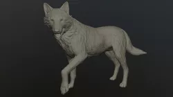 Wolf Posed