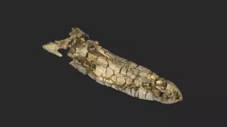 Alligator mississippiensis from Montbrook