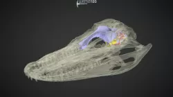 Alligator - subadult skull
