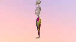 Anterior Leg