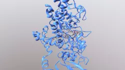 Arachidonic Acid bound Cyclooxygenase-1 (COX-1)