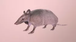 Armadillo