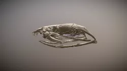 Atractaspis bibronii CAS-herp-111668