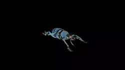 Blue Weevil
