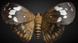 Celaenorrhinus Taiwanus Rigged