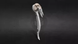 DbD_AzarovsAxe