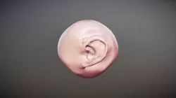 Ear Lower Poly
