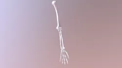 Elbow- Hinge Joint