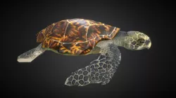 Hawksbill Turtle