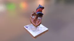 heart model