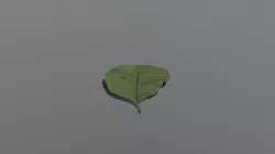 Leaf