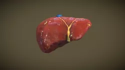 Liver