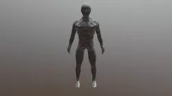 Male Anatomy model