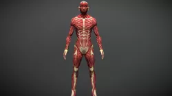 Modelo Anatómico Humano