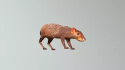 Ñeque