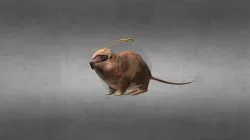 Nakes (Completed)