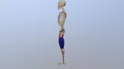 Quads And Adductor Mass