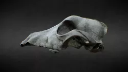 Realistic canine skull, 3D scanned