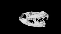 reticulated 3D Models | Page 1 | STLFinder