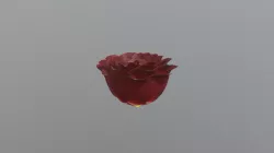 rose test