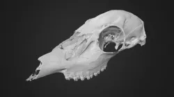 Skull 3D Scan