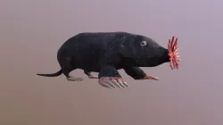 Star- Nosed Mole
