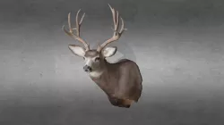 Toney Bishop Mule Deer