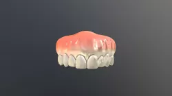 Upper jaw human mouth