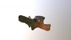 Whale Bone 3