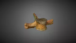 Whale Bone from Cabo Verde