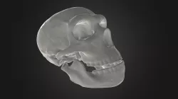 Череп неандертальца |  Neanderthal Skull