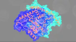 67kDa Glutamic Acid Decarboxylase - PDB ID 2OKJ