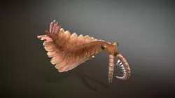 Anomalocaris