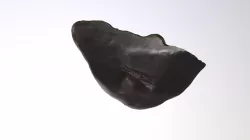 Best Big Liver Model