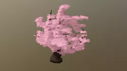 Big Cherry Tree