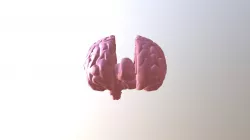 Brain