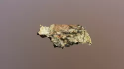 calamite