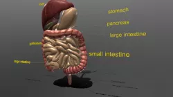 Digestive System