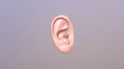 Ear