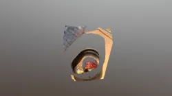 Eel