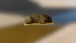 Gizmo