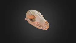 Grey Fox Skull