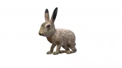 Hare Cub