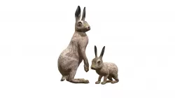 Hare Family