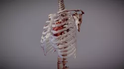 Heart Inside Ribcage