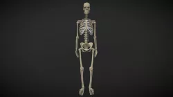 Human skeleton / Esqueleto Humano